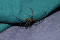 Brown recluse